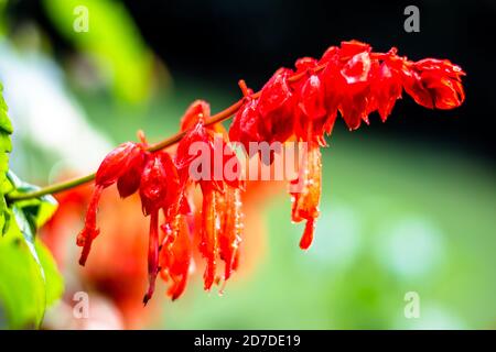 Fleurs rouges dans le jardin. Belle Lobelia cardinalis rouge dans le jardin, fleurs de Lobelia ( L. Cardinalis ) en fleur Banque D'Images