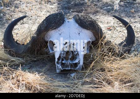 Le crâne de Cape Buffalo (Syncerus caffer) au sol avec des cornes dans les bassins de Mana, au Zimbabwe Banque D'Images