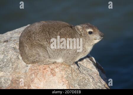 Solitary Smiling Rock Hyrax dassie assis sur un rocher à Hwange, Zimbabwe avec bokeh Banque D'Images