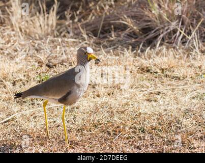 Lapwing en wattled africain Vanellus senegallus avec une tête de forge colorée Sur le terrain en Afrique du Sud Banque D'Images