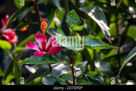 Une belle fleur rouge hibiscus hawaïen et des feuilles avec des flous arrière-plan vert Banque D'Images