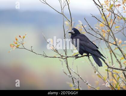 Un cook (Corvus frugilegus) assis sur la branche d'un arbre en Écosse, au Royaume-Uni Banque D'Images