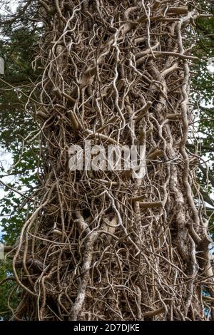 Section de tronc d'arbre montrant une masse de lierre morte toujours accrochée Banque D'Images