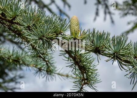 Blue Cedar Tree à Suffolk, Angleterre Banque D'Images