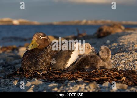 Canard à vapeur sans fleghtless Falkland; Tachyeres brachyypterus; femelle avec canetons; Falklands Banque D'Images