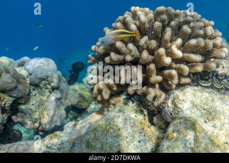 Forsters Hawkfish; Paracirrhites forsteri; à Coral; Maldives Banque D'Images