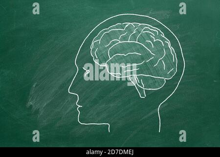 Dessin du cerveau avec de la craie sur un tableau vert Banque D'Images