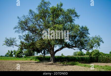 Vieux et solitaire grand arbre sous ciel bleu dans le champ Banque D'Images