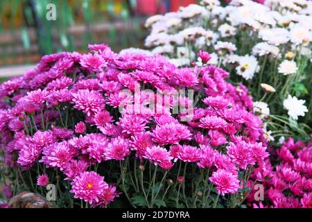 Chrysanthèmes dans le jardin botanique. Bouquet de fleurs violet vif, annuals magenta. Gros plan. Banque D'Images