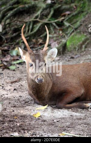 Cerf de Bawean, Hyelaphus kuhlii Banque D'Images