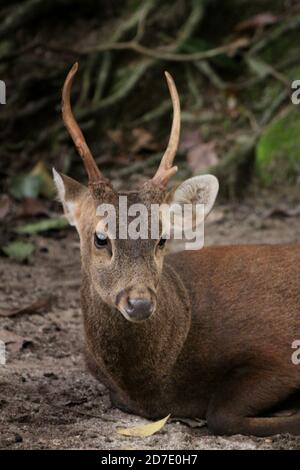 Cerf de Bawean, Hyelaphus kuhlii Banque D'Images