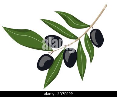 Olives noires sur la branche. Illustration de style dessin animé isolée sur fond blanc. Illustration de Vecteur