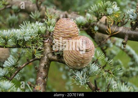 Gros plan de cônes de pin et d'aiguilles sur un cèdre de l'Atlas (Cedrus atlantica) à Kew Gardens, Londres, Royaume-Uni Banque D'Images