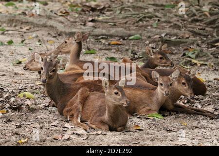 Cerf de Bawean, Hyelaphus kuhlii Banque D'Images