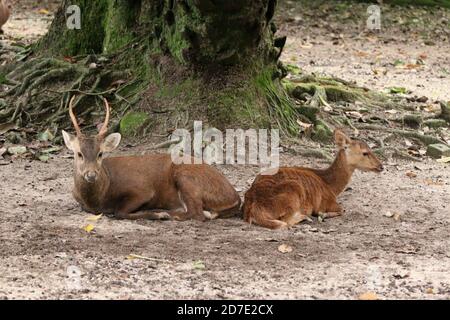 Cerf de Bawean, Hyelaphus kuhlii Banque D'Images