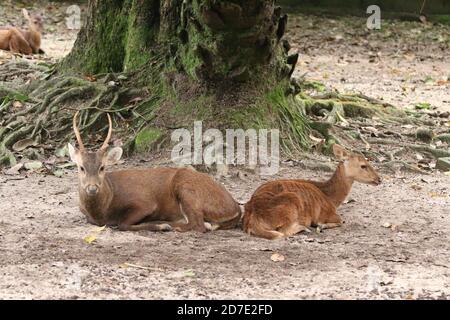 Cerf de Bawean, Hyelaphus kuhlii Banque D'Images