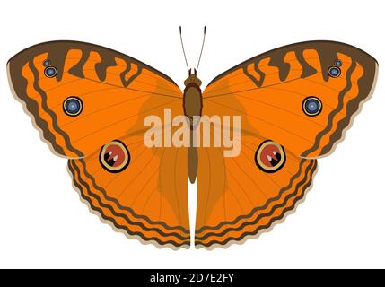 Peacock Pansy papillon. Magnifique insecte dans le style de dessin animé. Illustration de Vecteur