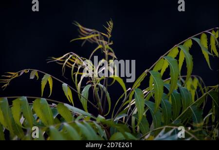 Arbre Neem. Azadirachta indica, communément appelé neem, nimtree ou lilas indien, est un arbre de la famille des méliaceae en acajou. Banque D'Images