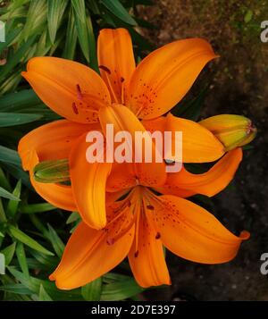 Gros plan complet de deux têtes de fleur de Lily asiatique floraison Banque D'Images