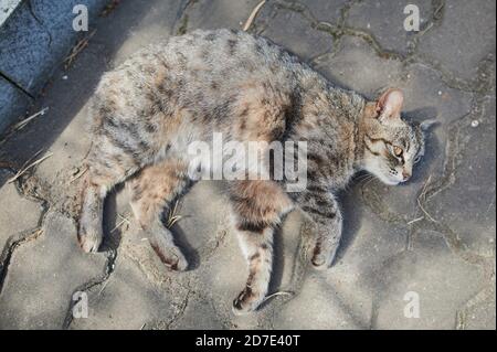 Tabby de chat de maquereau gris endormi avec motif rayé assis au milieu sur des carreaux de chaussée carrés extérieurs. Banque D'Images