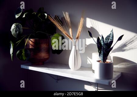 Gros plan sur les plantes de la maison sur étagère dans un style contemporain Accueil Banque D'Images