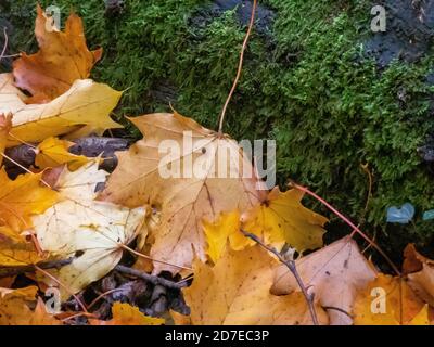 pile de feuilles de couleur automnale contre un tronc d'arbre moussy Banque D'Images