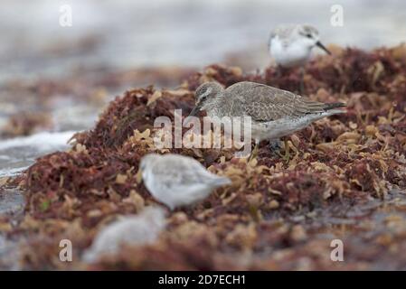 Red Knot (Calidris canutus) se nourrissant d'algues Norfolk octobre 2020 avec Sanderling (Calidris alba) Banque D'Images