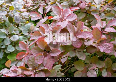 Gros plan du feuillage de l'arbre fumé couvert de rosée, Cotin 'Grace'. Feuilles passant du vert au bronze en automne. Banque D'Images
