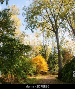 Autour du Royaume-Uni - couleurs d'automne à Bodenham Arboretum, Worcestershire Banque D'Images