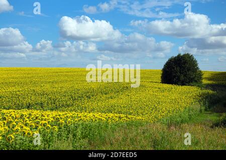 Champ de tournesols fleuris sur un fond de ciel bleu nuageux. Banque D'Images