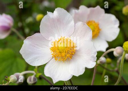 Gros plan sur la fleur blanche, Anemone 'Wild Swan'. Centre jaune vif avec pétales de couleur rose pâle. Concentrez-vous sur la fleur de premier plan. Arrière-plan flou. Banque D'Images