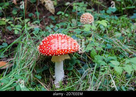 Autour du Royaume-Uni - couleurs automnales de Fly agaric à Bodenham Arboretum, Worcestershire Banque D'Images