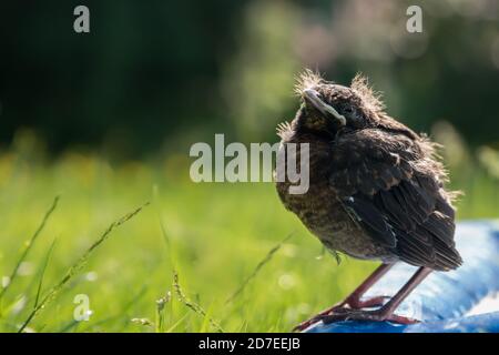 Un blackbird naissant poussa sur un tapis extérieur, alerte et regarde la caméra Banque D'Images