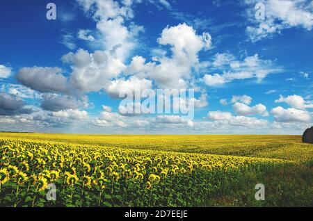 Champ de tournesols fleuris sur un fond de ciel bleu nuageux. Banque D'Images