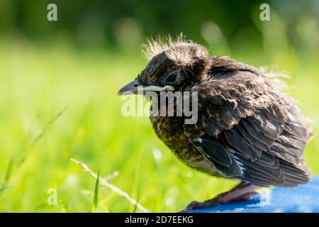 Un blackbird naissant poussa sur un tapis à l'extérieur dans le soleil avec les yeux ouverts Banque D'Images