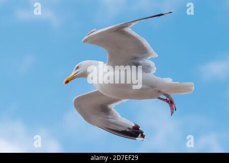 Un mouette de hareng adulte en vol Banque D'Images