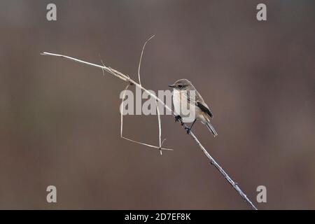 Stejneger's Stonechat (Saxicola stejnegeri) Banque D'Images