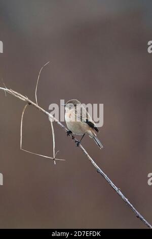 Stejneger's Stonechat (Saxicola stejnegeri) Banque D'Images