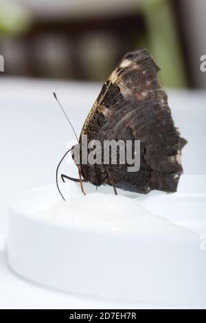 Le papillon de paon mange du sirop de sucre sur une boule de coton. Sur une surface blanche. Gros plan. Banque D'Images