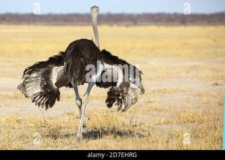 Autruche commune dans le parc national d'Etosha Banque D'Images