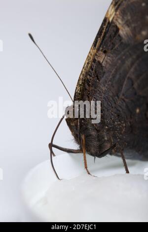 Le papillon de paon mange du sirop de sucre sur une boule de coton. Sur fond blanc. Gros plan. Banque D'Images
