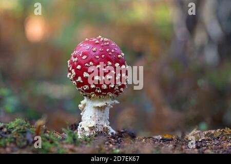 Agaric Fly (Amanita muscaria) Banque D'Images