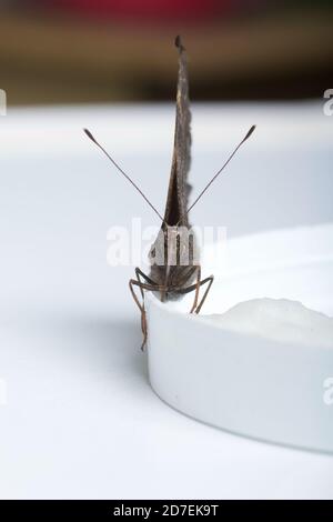 Le papillon de paon mange du sirop de sucre sur une boule de coton. Sur une surface blanche. Gros plan. Banque D'Images
