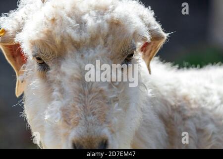 Les yeux larges et les pupilles rectangulaires d'une chèvre angora (Capra aegagrus hircus) révèlent son passé évolutionnaire en tant que proie. Banque D'Images