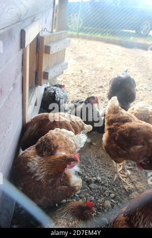 Poules de ferme dans la cour. Focalisation sélective. Concept d'agriculture naturelle Banque D'Images