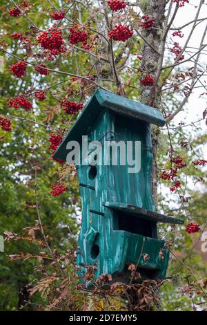 Maison verte en bois pour les oiseaux sur l'arbre de Sorbus aucuparia en automne. Village Cimbrien de Vallorch dans le plateau de Cansiglio. Vénétie. Italie, Europe. Banque D'Images