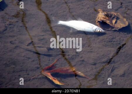 Le poisson meurt dans l'eau sale, lavé les déchets des entreprises. Pollution de l'environnement par des émissions nocives. Mort de poissons dans la rivière en raison de l'environnement disa Banque D'Images