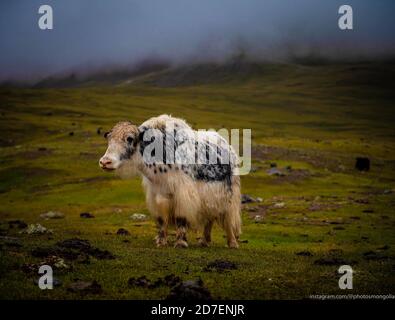 Un yak mongol qui broutage dans un pâturage d'été le matin brumeux. Banque D'Images