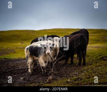 Un yak mongol qui broutage dans un pâturage d'été le matin brumeux. Banque D'Images