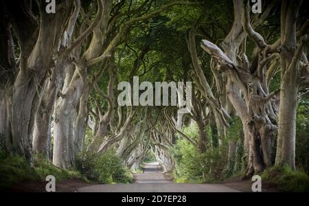 Une route traverse les haies sombres, une rangée de hêtres en Irlande du Nord, au Royaume-Uni Banque D'Images